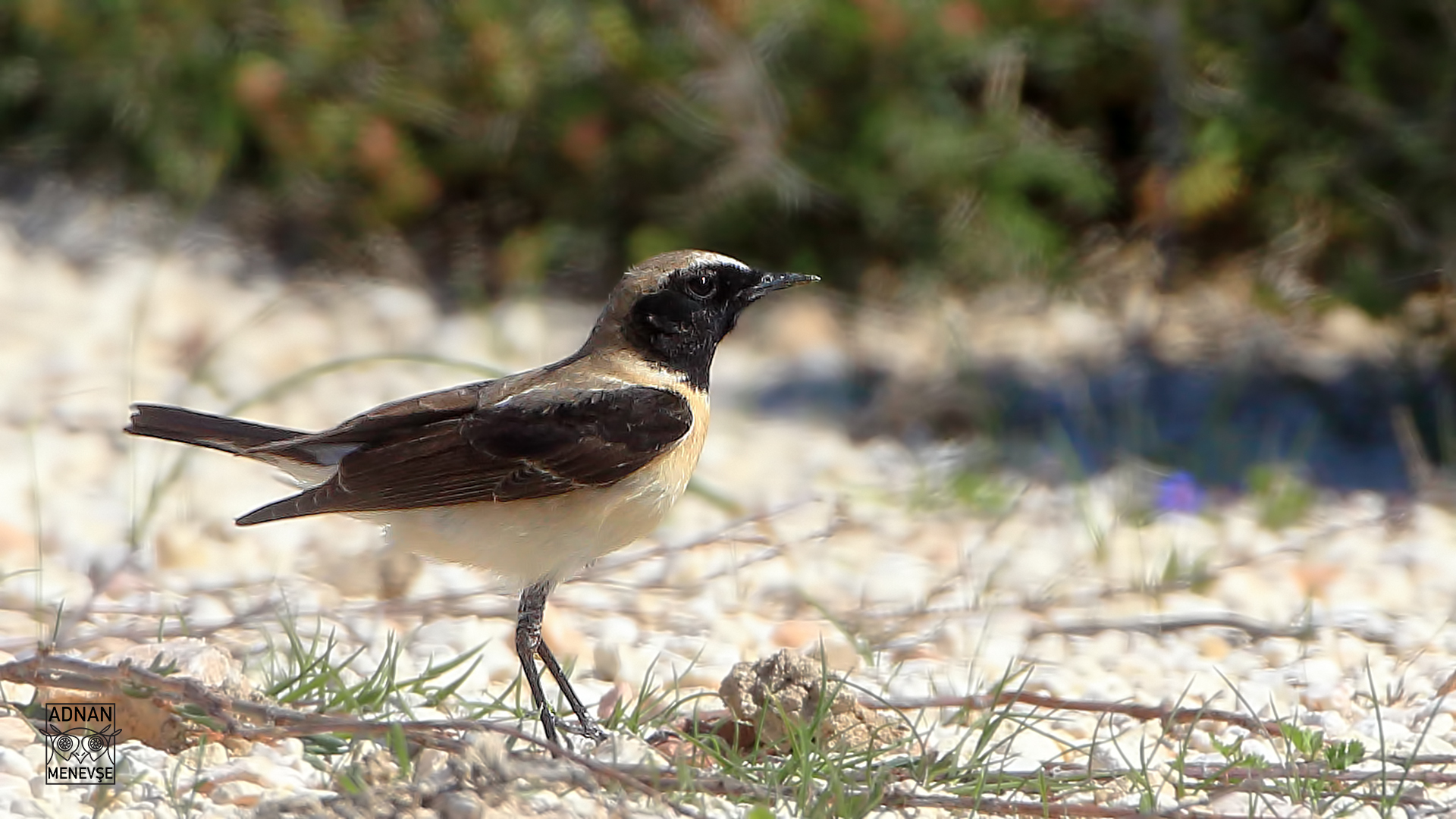 Pied Wheatear